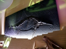 Venise - fossile 11.JPG