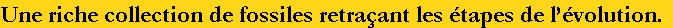 Une riche collection de fossiles retraçant les étapes de l’évolution.
